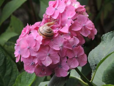 季節の花を見に・・・。片や遅く、片やチョット早かった～～・・。（＾＾；