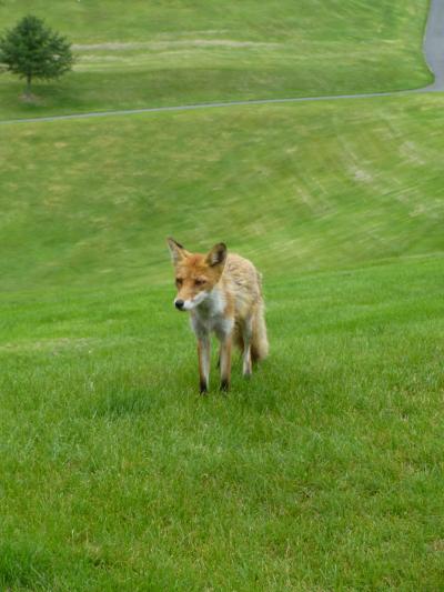 北海道で初ゴルフ！