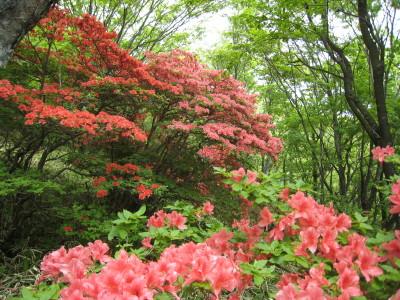 新緑とつつじが鮮やかな赤城山