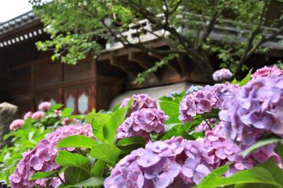 カメラと散歩　白山神社の紫陽花と小石川後楽園の花菖蒲①
