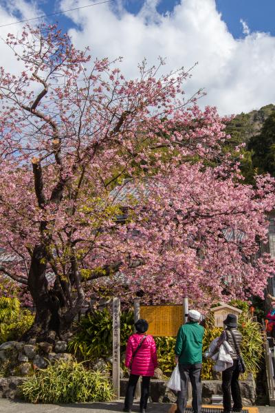 東伊豆ぐるり旅【7】～本州一の早咲き桜　河津桜～河津さくらまつり2013[後編]