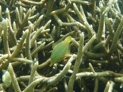 ■グアムdeのんびり 2013 【3日目】 ヒルトン/イパオビーチ/ローンスター