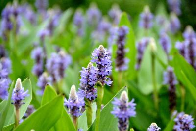 Japan　マダムＧといく箱根湿生花園　～ミツバチばあやの冒険～