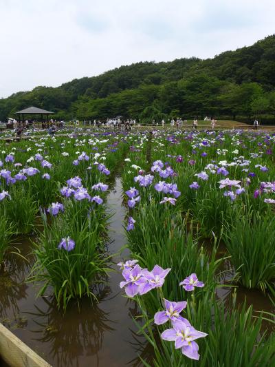 北山公園の花菖蒲