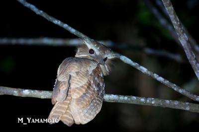 Way Kambas 国立公園で探鳥2