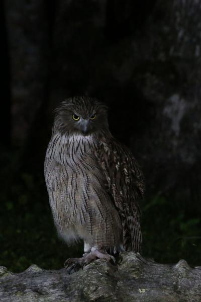 　弾丸一人旅・道東1泊2日　養老牛温泉「藤や」に宿泊して部屋からシマフクロウを観察するという贅沢・・・！