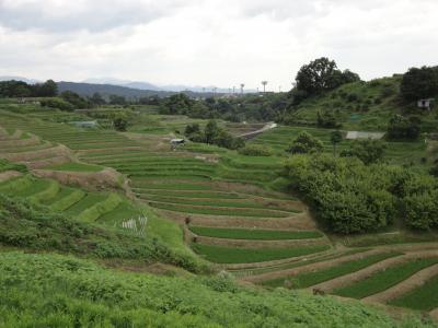 千早赤坂村の棚田