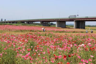 2013年　6月　川幅日本一（2537m）の荒川の鴻巣河川敷に咲く1000万本のシャーレポピー　