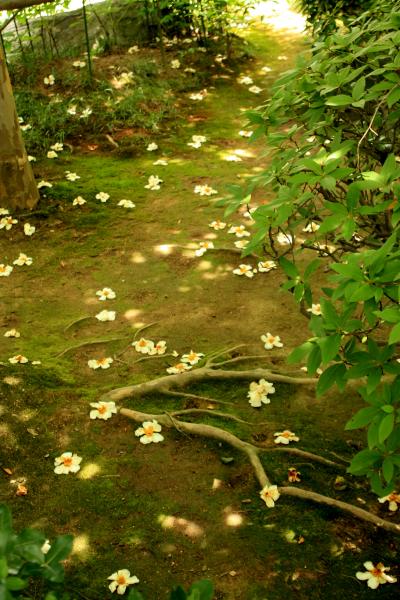 初夏の京都～妙心寺塔頭・東林院で「沙羅の花を愛でる会」だにゃん