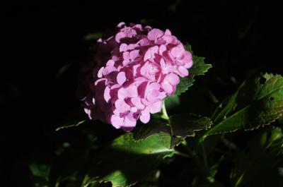 国内紫陽花の名所第3位に選ばれてる三室戸寺の紫陽花苑