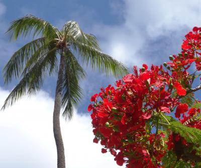 2013年6月7月 久しぶりのホノルル