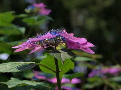 栃木県　黒羽城址　紫陽花まつり　上