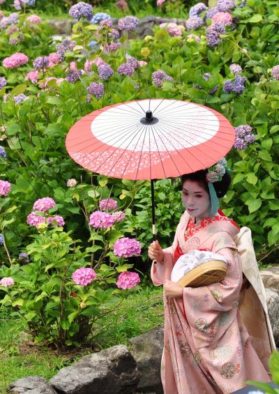 1万本の紫陽花が満開　善峯寺のほほん記