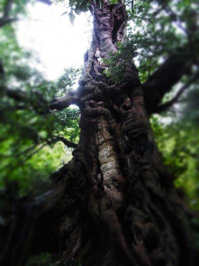 14-7.島根～出雲大社へ～周辺のパワースポット～温泉津・石見銀山・松江・境港へ行くの巻