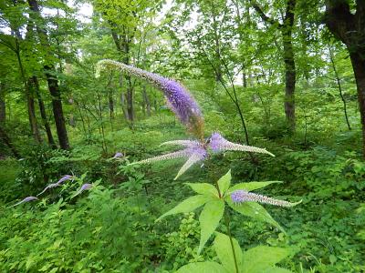 小雨降る雪国植物園を訪問