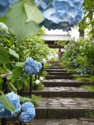 雨上がりにしっとりと・・・あじさい寺　☆資福寺☆