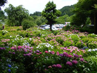 あじさい寺　千光寺