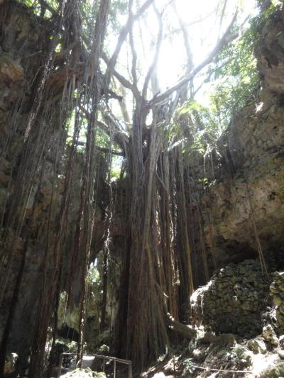 梅雨明けして喜んだのも束の間・・・本島（ガンガラーの谷編）