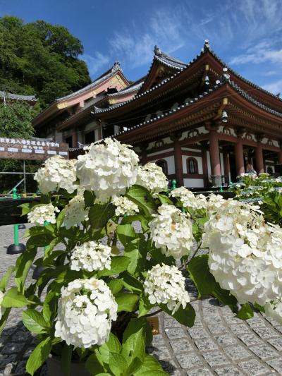 朝一は長谷寺のアジサイから～第3回大人の遠足クラブ　オフ会１