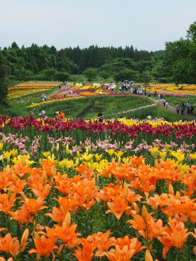 豪華絢爛！！百合の花繚乱～～♪♪　☆南くりこま高原　一迫ゆり園☆