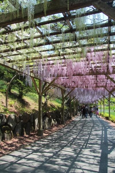 緑と花がいっぱい！５月の伊豆