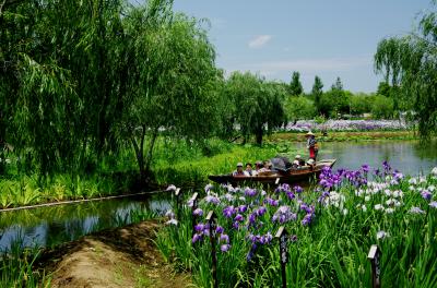 柳と紫の咲き乱れる夏の和風景～水郷佐原花菖蒲祭～