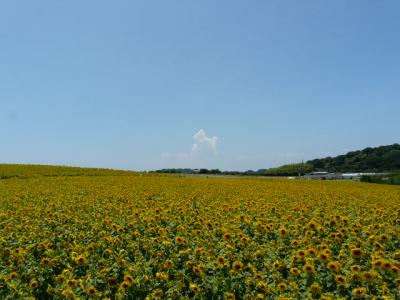 東海地区最大の内海海水浴場と花ひろば