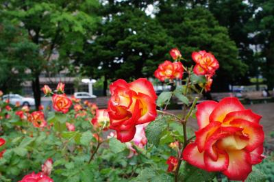 6月下旬の休日　②花フェスタとバラ園を見に大通公園編