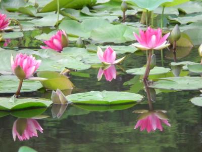 勧修寺　紫陽花・花菖蒲・睡蓮！2013年