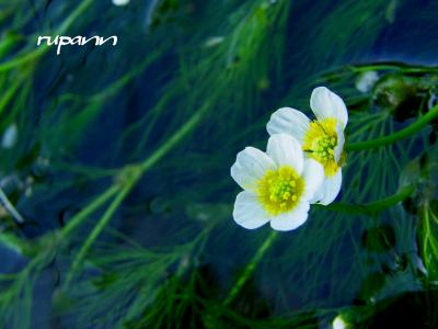 涼を求めて～滋賀　醒ヶ井へ　清流に咲く可憐な梅花藻