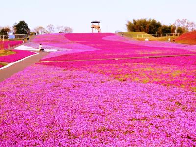 一面が広大なピンクの栃木県市貝町の芝桜を見に日帰りで行きました