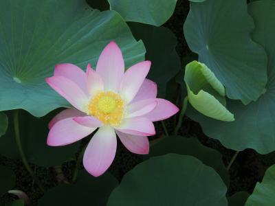 ７月７日・七夕の日に蓮の花で癒やされた・・・。（＾＾）