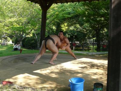 暑い夏を迎えて、今年も大相撲名古屋場所がやってきました。