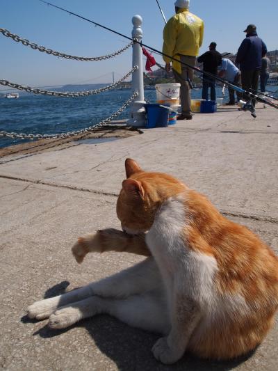 イスタンブールは猫の街♪