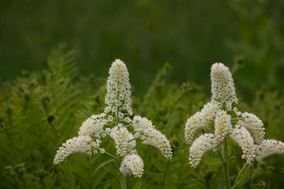 梅雨明け間近の信州(1) 八島ヶ原湿原 ~2013年6月~