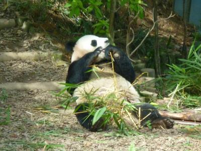3歳6か月の娘とシンガポール旅行へ その3(アラブ人街→シンガポール動物園→ナイトサファリ)
