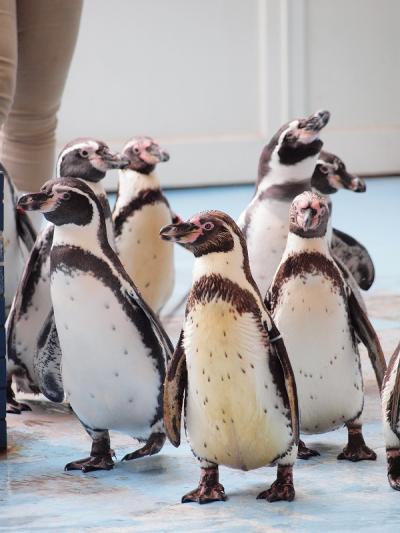 かわいいペンギンのお散歩に癒される　鳥羽水族館と鳥羽展望台でとばーがーを食べる旅