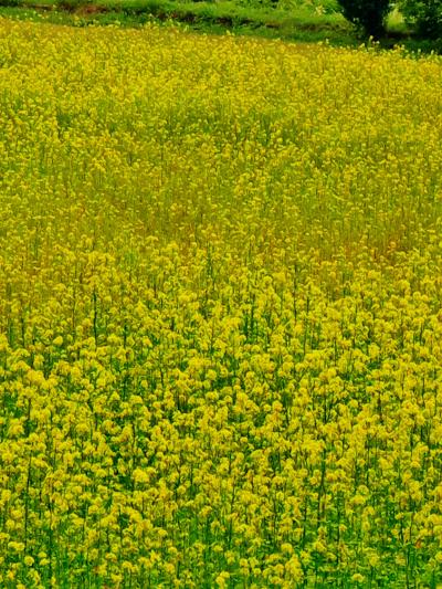 山中湖 花の都公園　温室ハウスも再訪　☆キカラシが見ごろ、ひなげしは未だ
