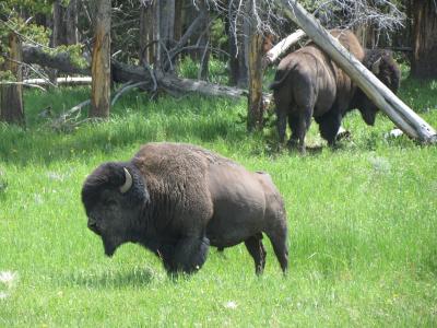 夏のワイオミング　Yellowstone National Park