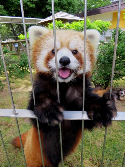 夏のレッサーパンダ紀行【２】 周南市徳山動物園　暑い夏をミストで乗り切れっ！！メイン放飼場は４匹の子供達！！ リボンちゃんは育児休暇？？だといいなぁ