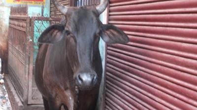 リベンジ東インドへ　まずはバンコク編