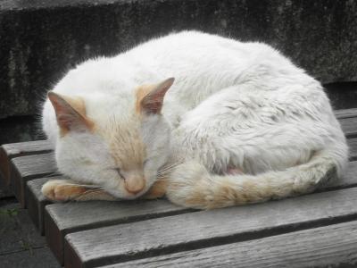 錦帯橋を渡って、１００種類の中から選べるソフトクリームを食べてきた駆け足観光/山口・岩国