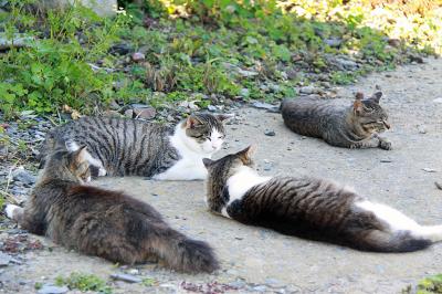 猫の楽園”田代島”へ