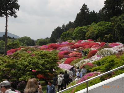 箱根～両親とつつじを見にいきました