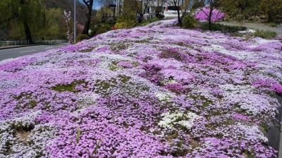 原付バイクの旅⑤（大鹿村・高遠を走る）