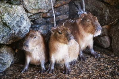 長崎旅行　カピバラに会いに行く編