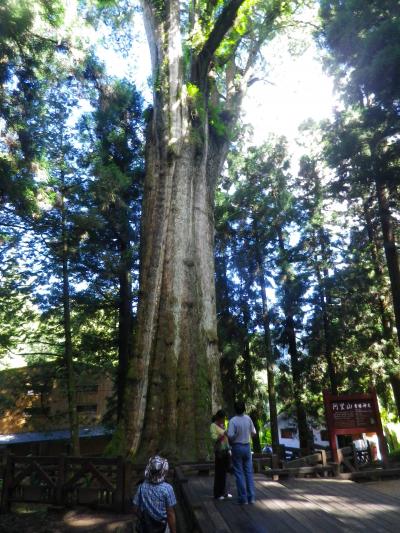 台湾　「行った所・見た所」　阿里山（巨木を見ながら森林遊楽区散策）