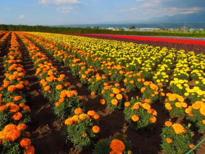 3世代で行く！北海道も暑かった！横断の旅～富良野＆白金温泉編～