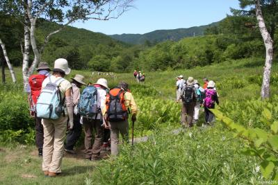 2013夏の花旅：志賀高原（その１）探勝歩道せせらぎコース