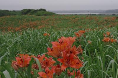 初夏の北海道　スペシャル旅　４日目　小清水原生花園　知床観光船硫黄山コース